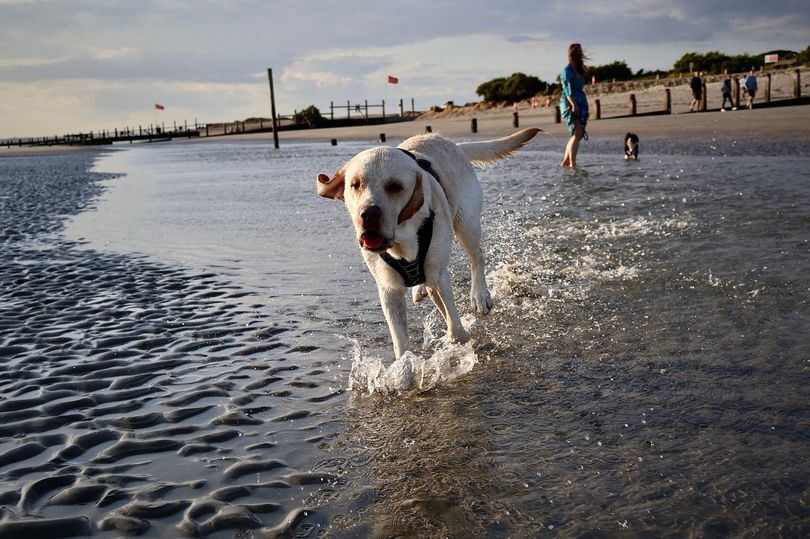 I Visited A Sandy Dog Friendly Beach On A Trip From Surrey The Parking Was The Only Hassle
